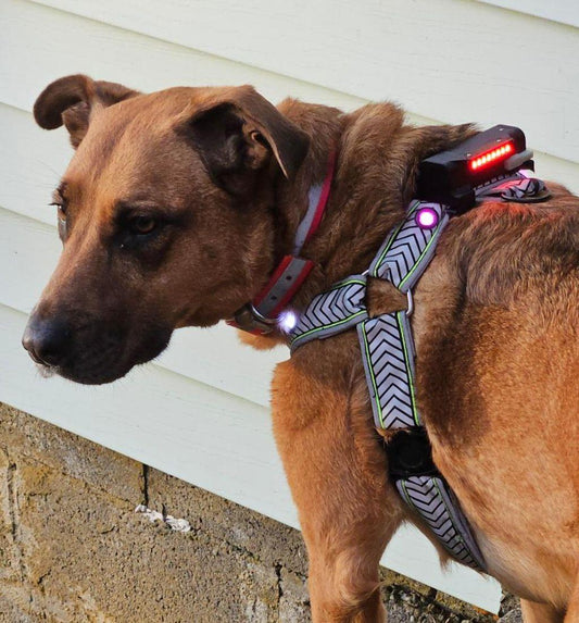 Liberty Lighted Dog Harness